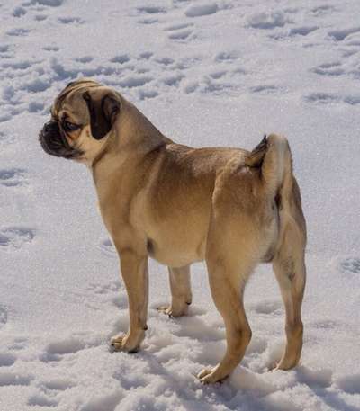 Brachycephale Hunderassen-Beitrag-Bild