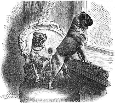 Brachycephale Hunderassen-Beitrag-Bild