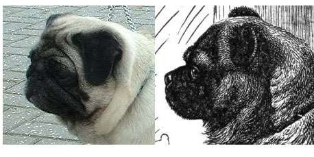 Brachycephale Hunderassen-Beitrag-Bild