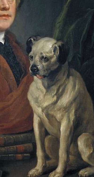 Brachycephale Hunderassen-Beitrag-Bild