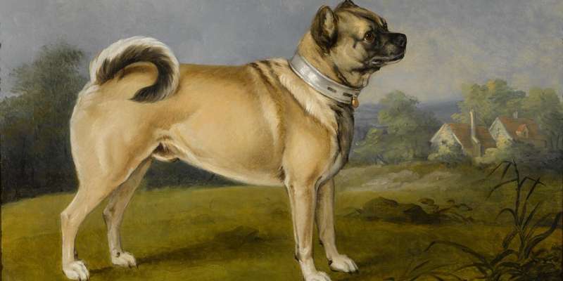 Brachycephale Hunderassen-Beitrag-Bild