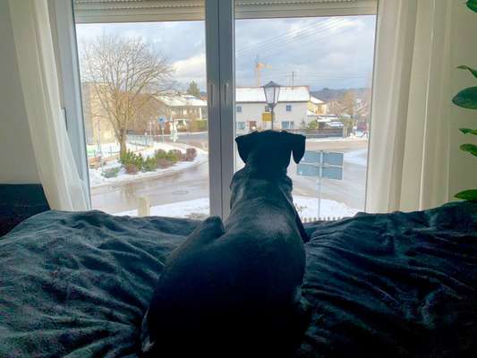 Challenge Nr 14
Eure Fellnasen auf ihrem Lieblingsplatz-Beitrag-Bild