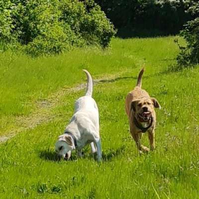 Hundetreffen-Spaziergänge oder Training-Bild