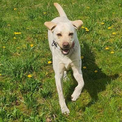 Hundetreffen-Spaziergänge oder Training-Bild