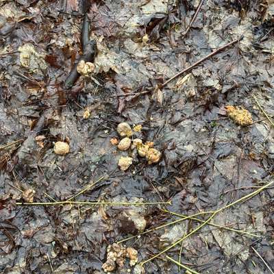 Giftköder-Potentieller Giftköder-Bild