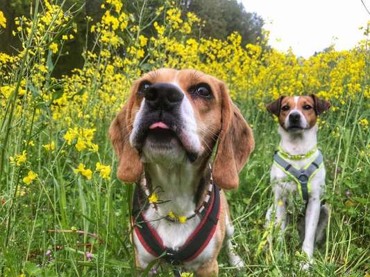 Die Dogorama Kalender Challenge Titelbild-Beitrag-Bild