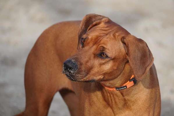 Rhodesian Ridgeback-Beitrag-Bild