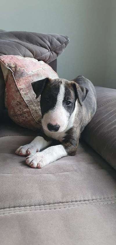 Miniatur Bull Terrier-Beitrag-Bild