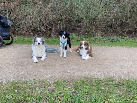 Aussies-Beitrag-Bild