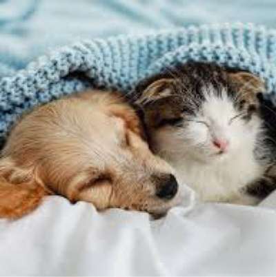 Titelbild Gruppe Katzen & Hunde Freunde