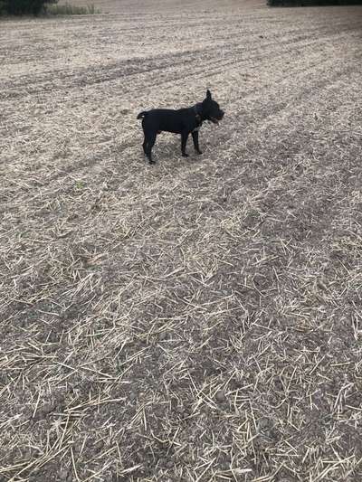 Ist Treibjagd noch zeitgemäß und mit "Hundeliebe" vereinbar?-Beitrag-Bild