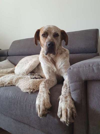 Hund aus dem Spanischen Tierschutz-Beitrag-Bild