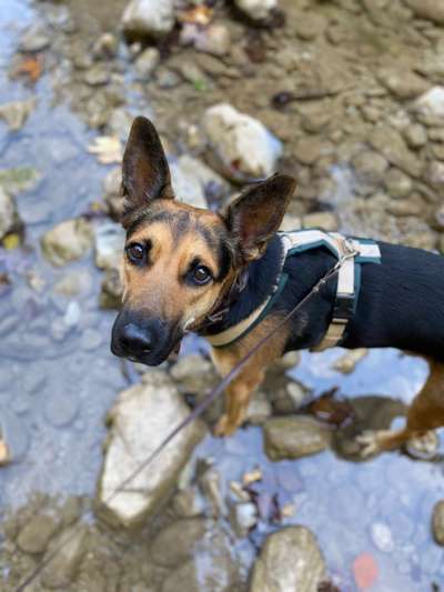 Schäferhundetreff PLZ-Beitrag-Bild