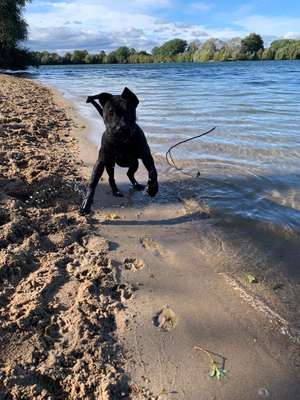 Hundeauslaufgebiet-Hundestrand Salzgittersee-Bild