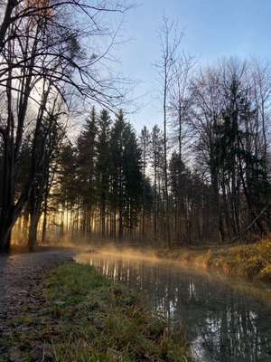 Hundeauslaufgebiet-Augsburg Stadtwald-Bild