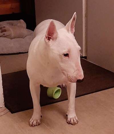 Miniatur Bull Terrier-Beitrag-Bild