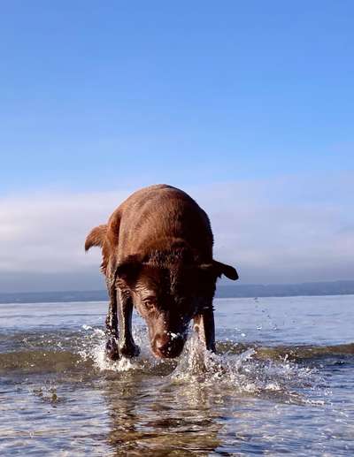 Dogorama Photo Challenge - Tierischer Urlaub-Beitrag-Bild