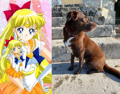 Wie heißt dein Hund?-Beitrag-Bild