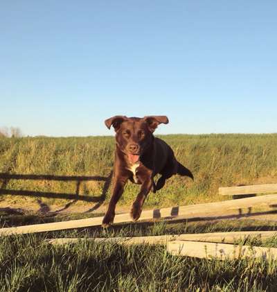 Zeigt mal die schönsten Bilder von euren Hunden !-Beitrag-Bild