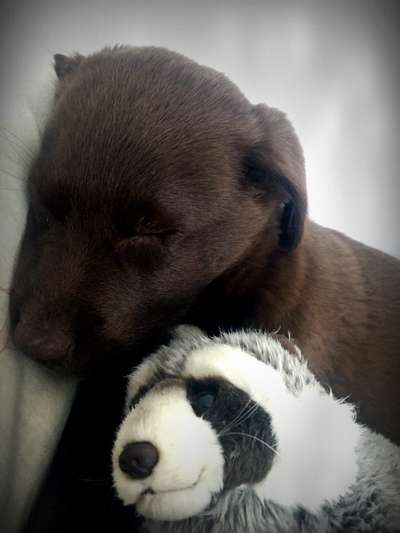 Das erste Bild eures Hundes-Beitrag-Bild