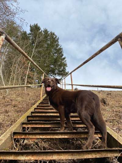 Zeigt mal die schönsten Bilder von euren Hunden !-Beitrag-Bild