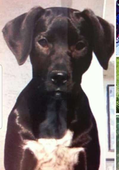 Welpenfotos-Beitrag-Bild