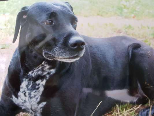 Die Dogorama Kalender Challenge Titelbild-Beitrag-Bild