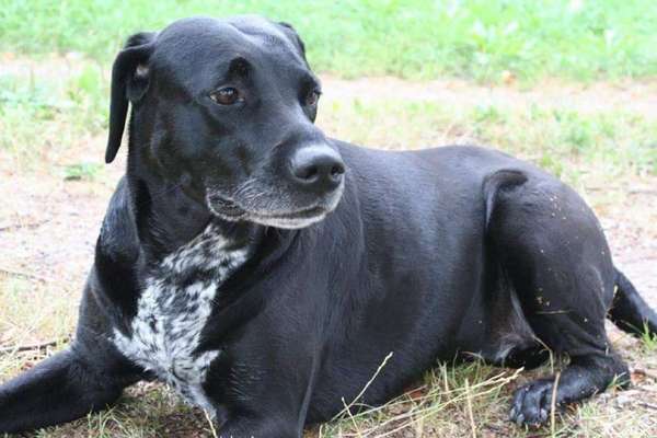 Welpenfotos-Beitrag-Bild