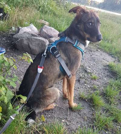 Welpen Bilder !-Beitrag-Bild