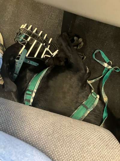 Gerötete Augen / tlw. hängendes Augenlid-Beitrag-Bild