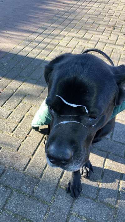 Immer mehr verhaltenauffällige Hunde-Beitrag-Bild