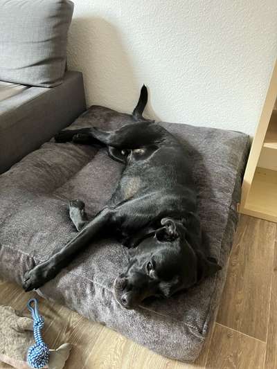 Orthopädisches Hundebett-Beitrag-Bild