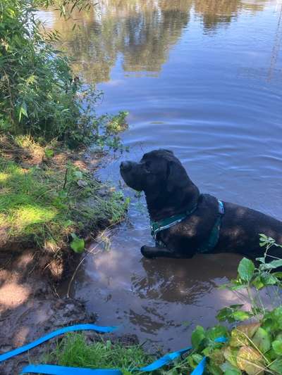 Unsere Fellnasen-Vielfalt im Überblick!-Beitrag-Bild