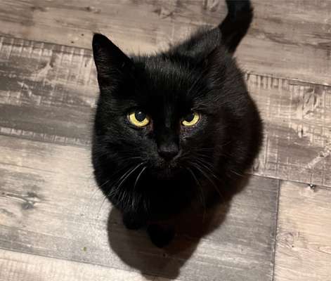 Unsere Fellnasen im Regenbogenland-Beitrag-Bild