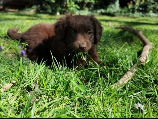 Fotochallenge No. 26                                     Wald und Wiese-Beitrag-Bild