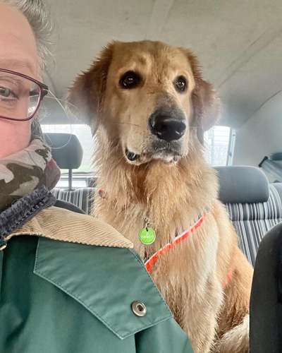 Hovawart-Beitrag-Bild