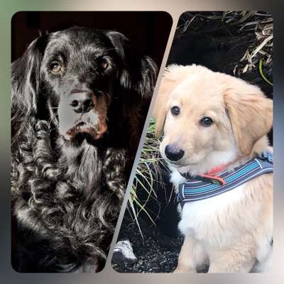 Hovawart-Beitrag-Bild