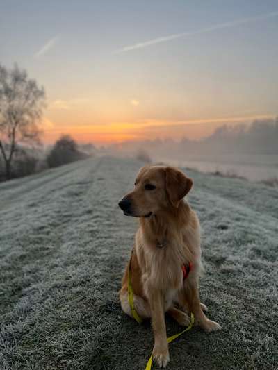 Hovawart-Beitrag-Bild