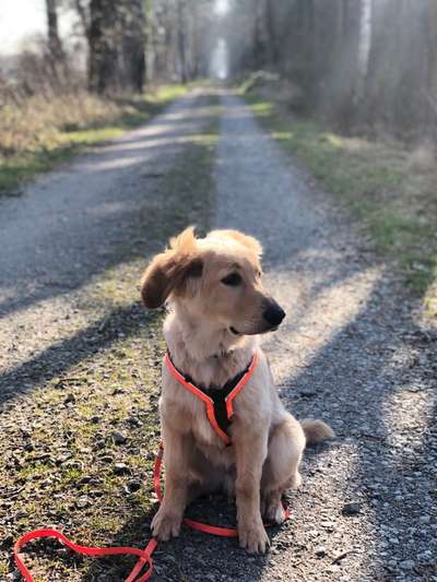 Hovawart-Beitrag-Bild