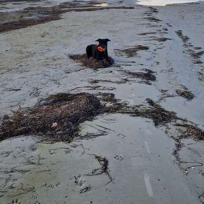 Hundetreffen-Zugezogener sucht Gleichgesinnte-Bild