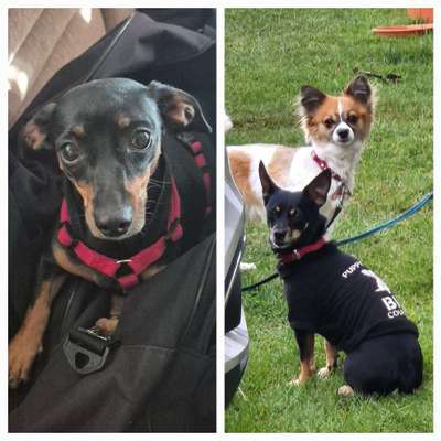Hundetreffen-Gassi Runde/Spiel Runde-Bild