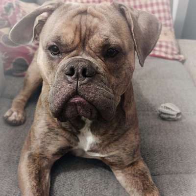 Hundetreffen-Treffen der Bollerköpfe-Bild