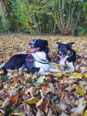 Hundetreffen-Spiel- und Gassitreff (mittel- bis große Hunde)-Bild