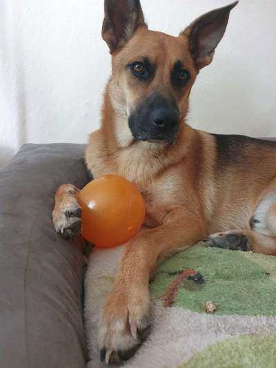 Tierschutzhund ist meine Lieblingsrasse-Beitrag-Bild