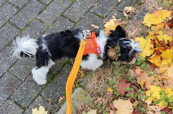 Fotochallenge Nr 55  -  Hund im November--Beitrag-Bild