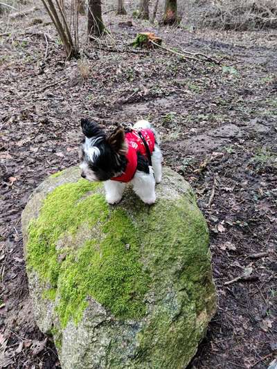 Hundekleidung - Top oder Flop-Beitrag-Bild