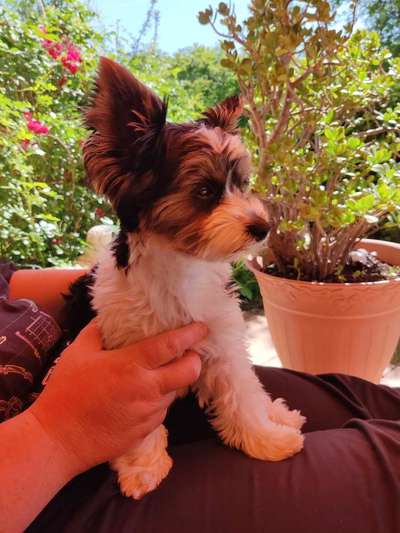 Biewer Yorkshire Terrier-Beitrag-Bild