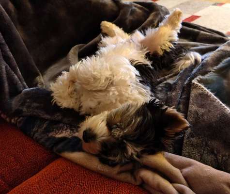 Hunde Memes-Beitrag-Bild