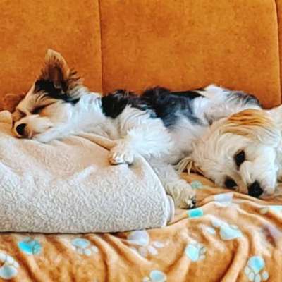 Halsband Zuhause tragen?-Beitrag-Bild