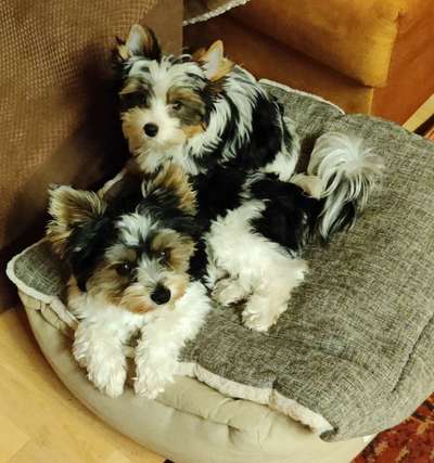 Fotowettbewerb "Liebeserklärung an deinen Hund!"-Beitrag-Bild